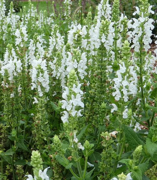 Salvia nemorosa 'Sensation Medium White'